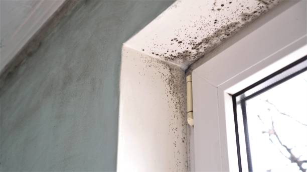 Professional Mold Remediation in Lake Helen, FL