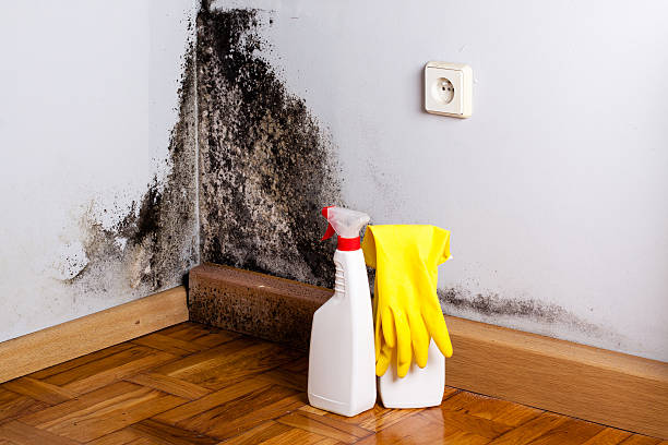 Best White Mold Remediation in Lake Helen, FL