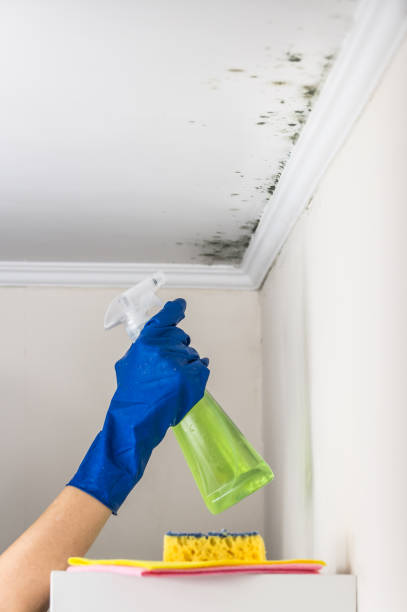 Best Industrial Mold Remediation in Lake Helen, FL